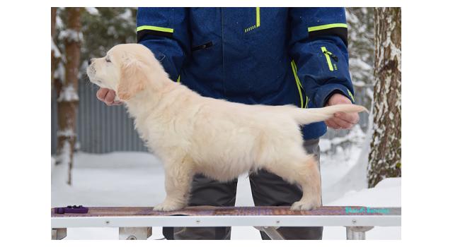 Щенки папийона (папильона) в питомнике Бон Плезир Щенки папийона (папильона) в питомнике Бон Плезир