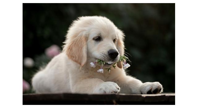 Щенки папийона (папильона) в питомнике Бон Плезир Щенки папийона (папильона) в питомнике Бон Плезир