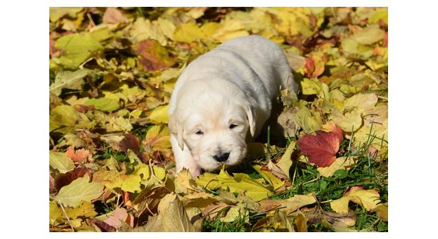 Щенки папийона (папильона) в питомнике Бон Плезир Щенки папийона (папильона) в питомнике Бон Плезир