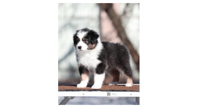 Щенки папийона (папильона) в питомнике Бон Плезир Щенки папийона (папильона) в питомнике Бон Плезир