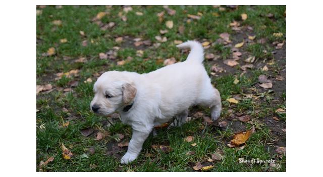 Щенки папийона (папильона) в питомнике Бон Плезир Щенки папийона (папильона) в питомнике Бон Плезир