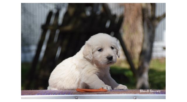 Puppies of papillon in Bon Plaisir Kennel Puppies of papillon in Bon Plaisir Kennel