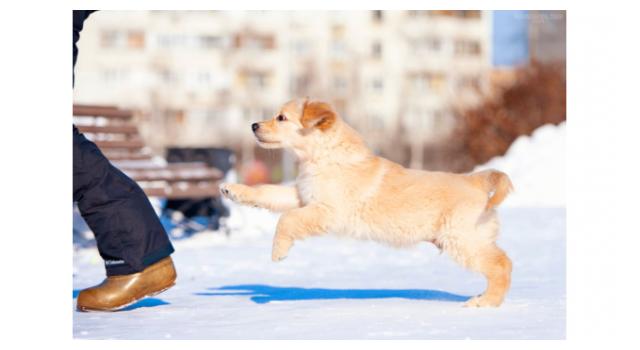 Щенки папийона (папильона) в питомнике Бон Плезир Щенки папийона (папильона) в питомнике Бон Плезир