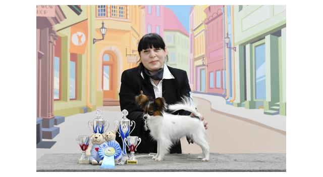 Щенки папийона (папильона) в питомнике Бон Плезир Щенки папийона (папильона) в питомнике Бон Плезир