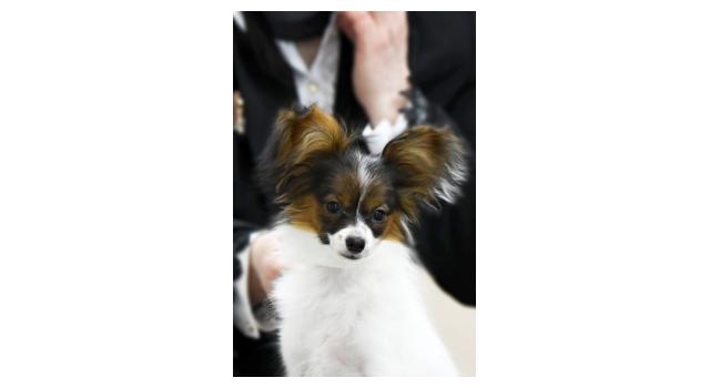 Щенки папийона (папильона) в питомнике Бон Плезир Щенки папийона (папильона) в питомнике Бон Плезир