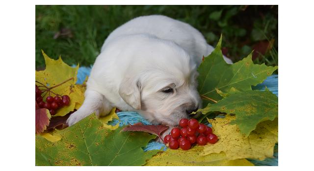 Щенки папийона (папильона) в питомнике Бон Плезир Щенки папийона (папильона) в питомнике Бон Плезир