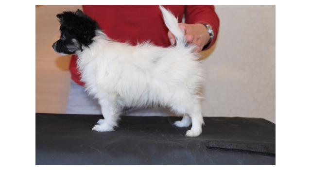 Щенки папийона (папильона) в питомнике Бон Плезир Щенки папийона (папильона) в питомнике Бон Плезир