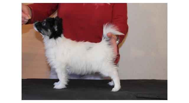 Щенки папийона (папильона) в питомнике Бон Плезир Щенки папийона (папильона) в питомнике Бон Плезир