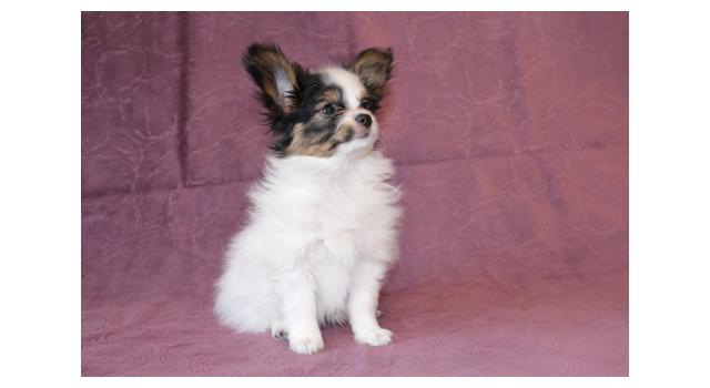 Щенки папийона (папильона) в питомнике Бон Плезир Щенки папийона (папильона) в питомнике Бон Плезир