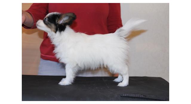 Щенки папийона (папильона) в питомнике Бон Плезир Щенки папийона (папильона) в питомнике Бон Плезир