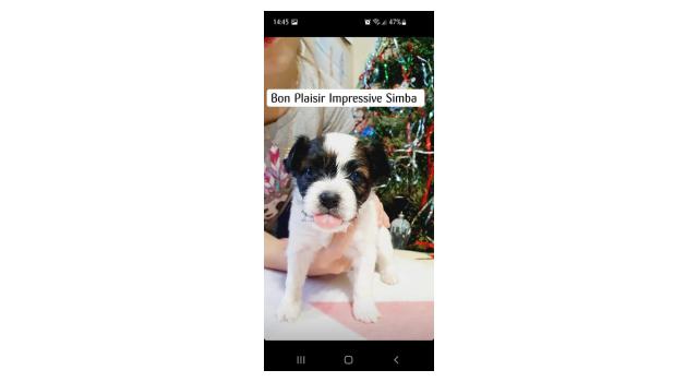 Puppies of papillon in Bon Plaisir Kennel Puppies of papillon in Bon Plaisir Kennel