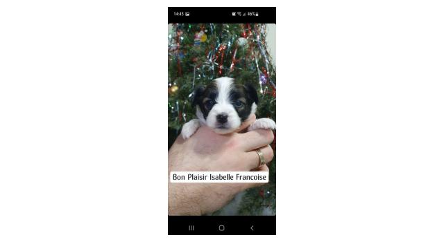 Puppies of papillon in Bon Plaisir Kennel Puppies of papillon in Bon Plaisir Kennel