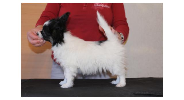 Щенки папийона (папильона) в питомнике Бон Плезир Щенки папийона (папильона) в питомнике Бон Плезир