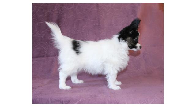 Щенки папийона (папильона) в питомнике Бон Плезир Щенки папийона (папильона) в питомнике Бон Плезир