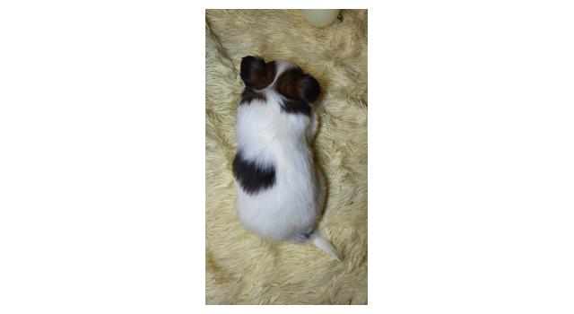 Puppies of papillon in Bon Plaisir Kennel Puppies of papillon in Bon Plaisir Kennel
