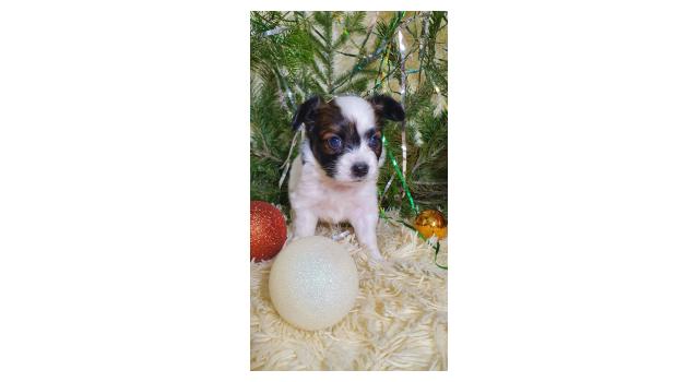 Puppies of papillon in Bon Plaisir Kennel Puppies of papillon in Bon Plaisir Kennel