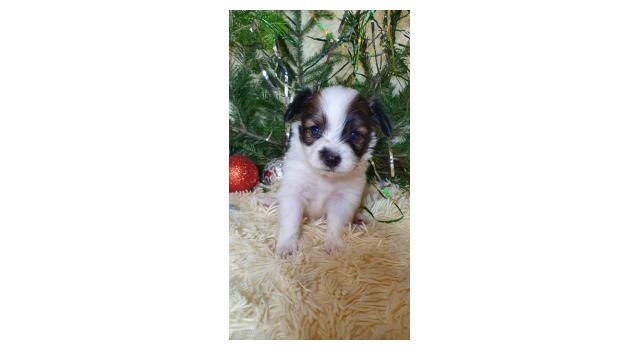 Puppies of papillon in Bon Plaisir Kennel Puppies of papillon in Bon Plaisir Kennel