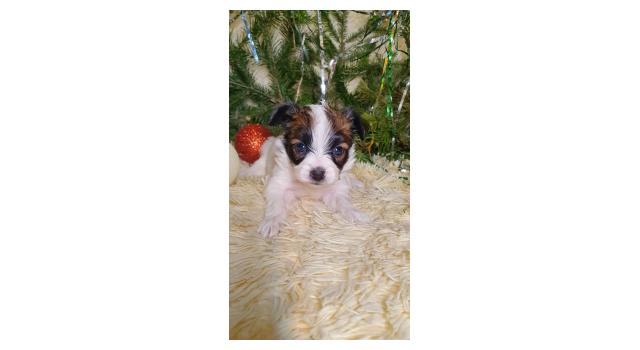 Puppies of papillon in Bon Plaisir Kennel Puppies of papillon in Bon Plaisir Kennel