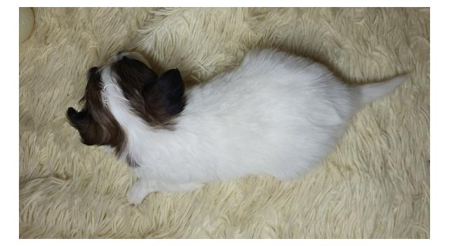 Puppies of papillon in Bon Plaisir Kennel Puppies of papillon in Bon Plaisir Kennel
