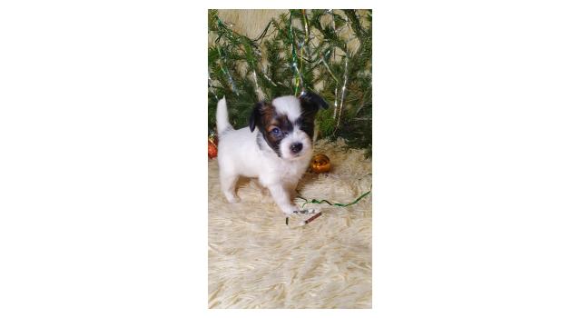 Puppies of papillon in Bon Plaisir Kennel Puppies of papillon in Bon Plaisir Kennel