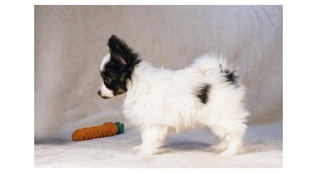 Щенки папийона (папильона) в питомнике Бон Плезир Щенки папийона (папильона) в питомнике Бон Плезир