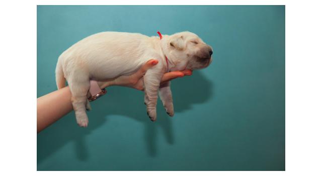 Щенки папийона (папильона) в питомнике Бон Плезир Щенки папийона (папильона) в питомнике Бон Плезир