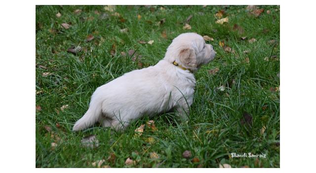 Щенки папийона (папильона) в питомнике Бон Плезир Щенки папийона (папильона) в питомнике Бон Плезир