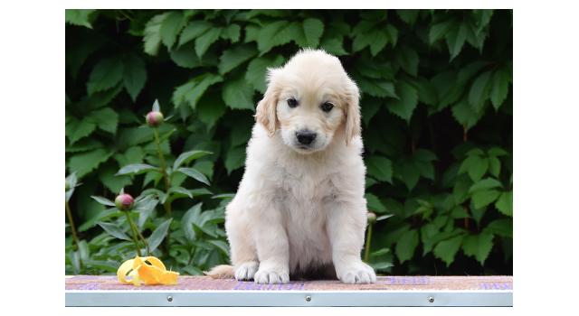 Щенки папийона (папильона) в питомнике Бон Плезир Щенки папийона (папильона) в питомнике Бон Плезир