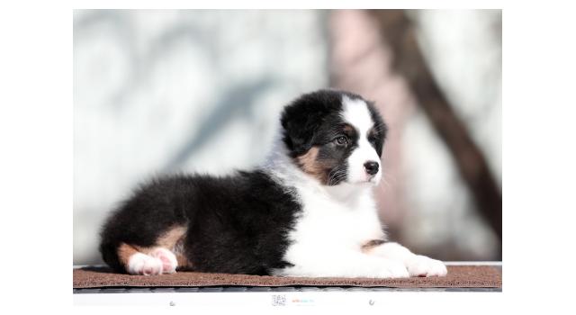 Щенки папийона (папильона) в питомнике Бон Плезир Щенки папийона (папильона) в питомнике Бон Плезир