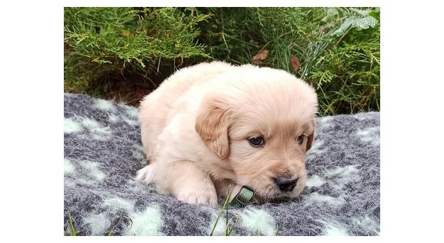 Щенки папийона (папильона) в питомнике Бон Плезир Щенки папийона (папильона) в питомнике Бон Плезир