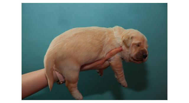 Щенки папийона (папильона) в питомнике Бон Плезир Щенки папийона (папильона) в питомнике Бон Плезир