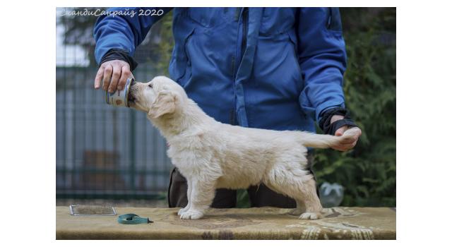 Щенки папийона (папильона) в питомнике Бон Плезир Щенки папийона (папильона) в питомнике Бон Плезир