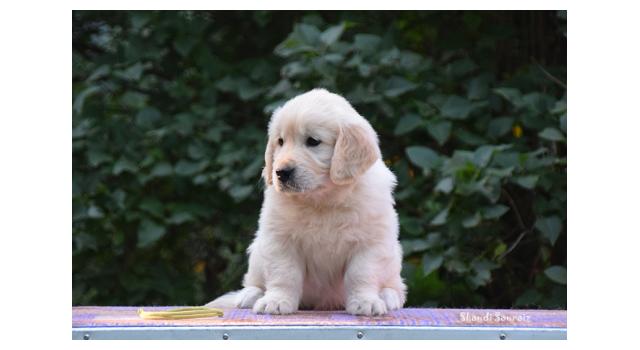 Щенки папийона (папильона) в питомнике Бон Плезир Щенки папийона (папильона) в питомнике Бон Плезир