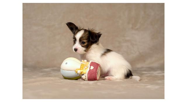 Щенки папийона (папильона) в питомнике Бон Плезир Щенки папийона (папильона) в питомнике Бон Плезир