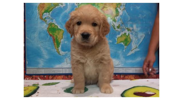Щенки папийона (папильона) в питомнике Бон Плезир Щенки папийона (папильона) в питомнике Бон Плезир
