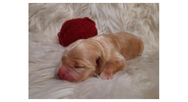 Щенки папийона (папильона) в питомнике Бон Плезир Щенки папийона (папильона) в питомнике Бон Плезир