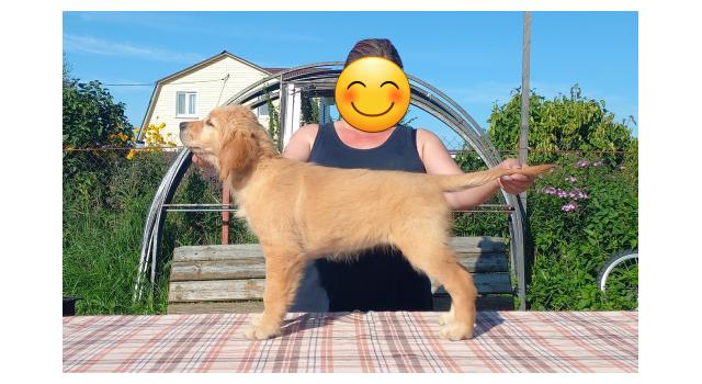 Щенки папийона (папильона) в питомнике Бон Плезир Щенки папийона (папильона) в питомнике Бон Плезир