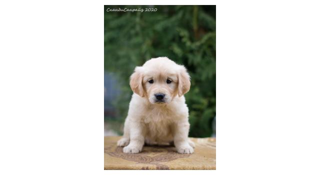 Щенки папийона (папильона) в питомнике Бон Плезир Щенки папийона (папильона) в питомнике Бон Плезир