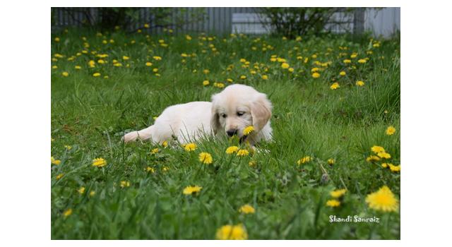 Puppies of papillon in Bon Plaisir Kennel Puppies of papillon in Bon Plaisir Kennel