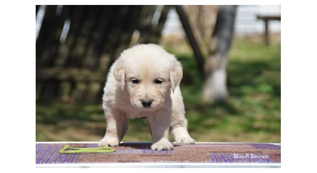 Puppies of papillon in Bon Plaisir Kennel Puppies of papillon in Bon Plaisir Kennel