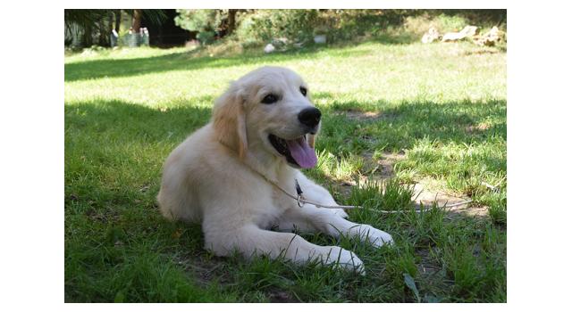 Щенки папийона (папильона) в питомнике Бон Плезир Щенки папийона (папильона) в питомнике Бон Плезир