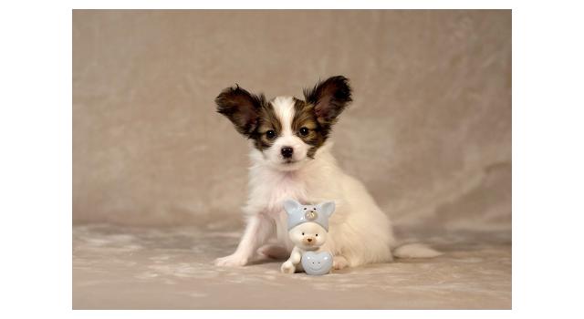 Щенки папийона (папильона) в питомнике Бон Плезир Щенки папийона (папильона) в питомнике Бон Плезир