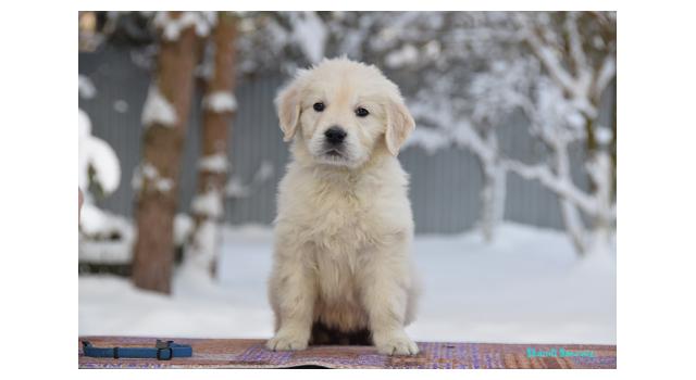 Щенки папийона (папильона) в питомнике Бон Плезир Щенки папийона (папильона) в питомнике Бон Плезир
