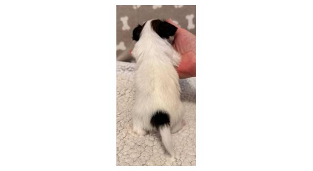 Щенки папийона (папильона) в питомнике Бон Плезир Щенки папийона (папильона) в питомнике Бон Плезир