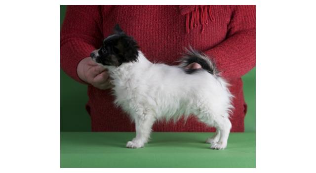 Щенки папийона (папильона) в питомнике Бон Плезир Щенки папийона (папильона) в питомнике Бон Плезир