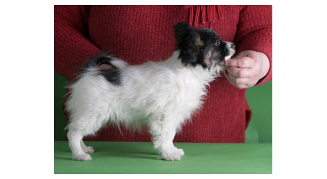 Щенки папийона (папильона) в питомнике Бон Плезир Щенки папийона (папильона) в питомнике Бон Плезир