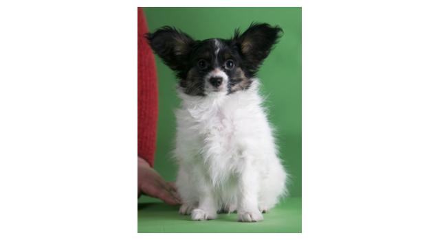 Щенки папийона (папильона) в питомнике Бон Плезир Щенки папийона (папильона) в питомнике Бон Плезир