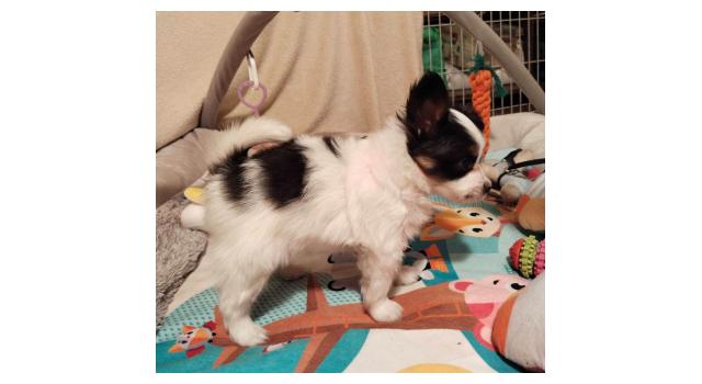 Щенки папийона (папильона) в питомнике Бон Плезир Щенки папийона (папильона) в питомнике Бон Плезир