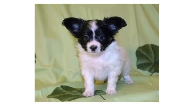 Щенки папийона (папильона) в питомнике Бон Плезир Щенки папийона (папильона) в питомнике Бон Плезир