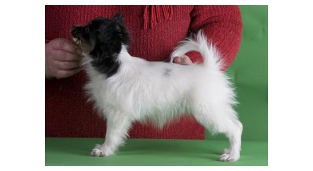 Щенки папийона (папильона) в питомнике Бон Плезир Щенки папийона (папильона) в питомнике Бон Плезир